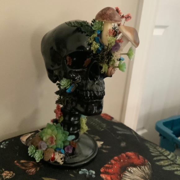 Skull nature display - Picture 2 of 4